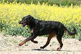 BEAUCERON 928